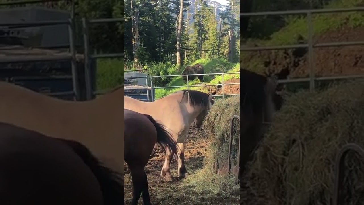Bear Vs Horses 🐻 🐎😍#shorts #wildlife #shortvideo