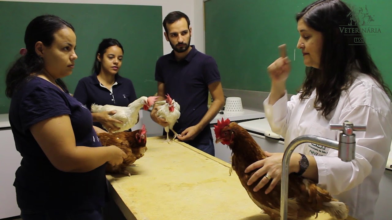 Quer fazer Veterinária? Veja como estudar na FMVZ-USP.