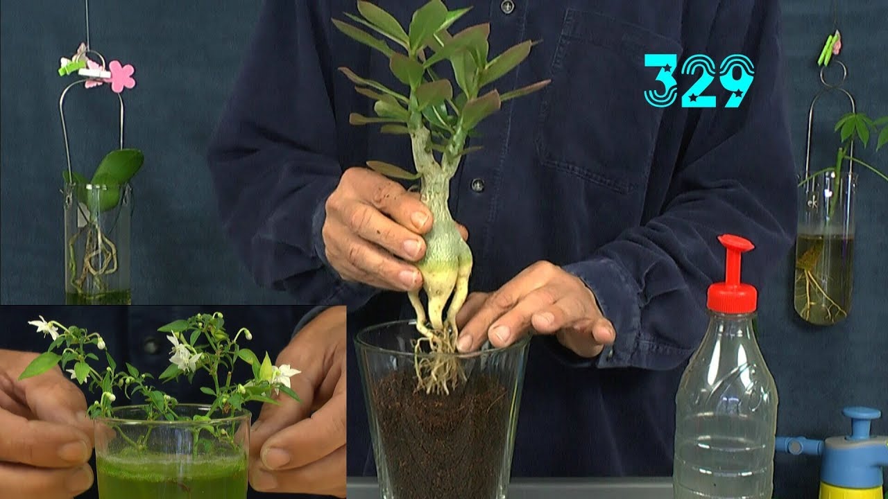 Chili und Adenium Bonsai Spezial Extrem in dieser Folge