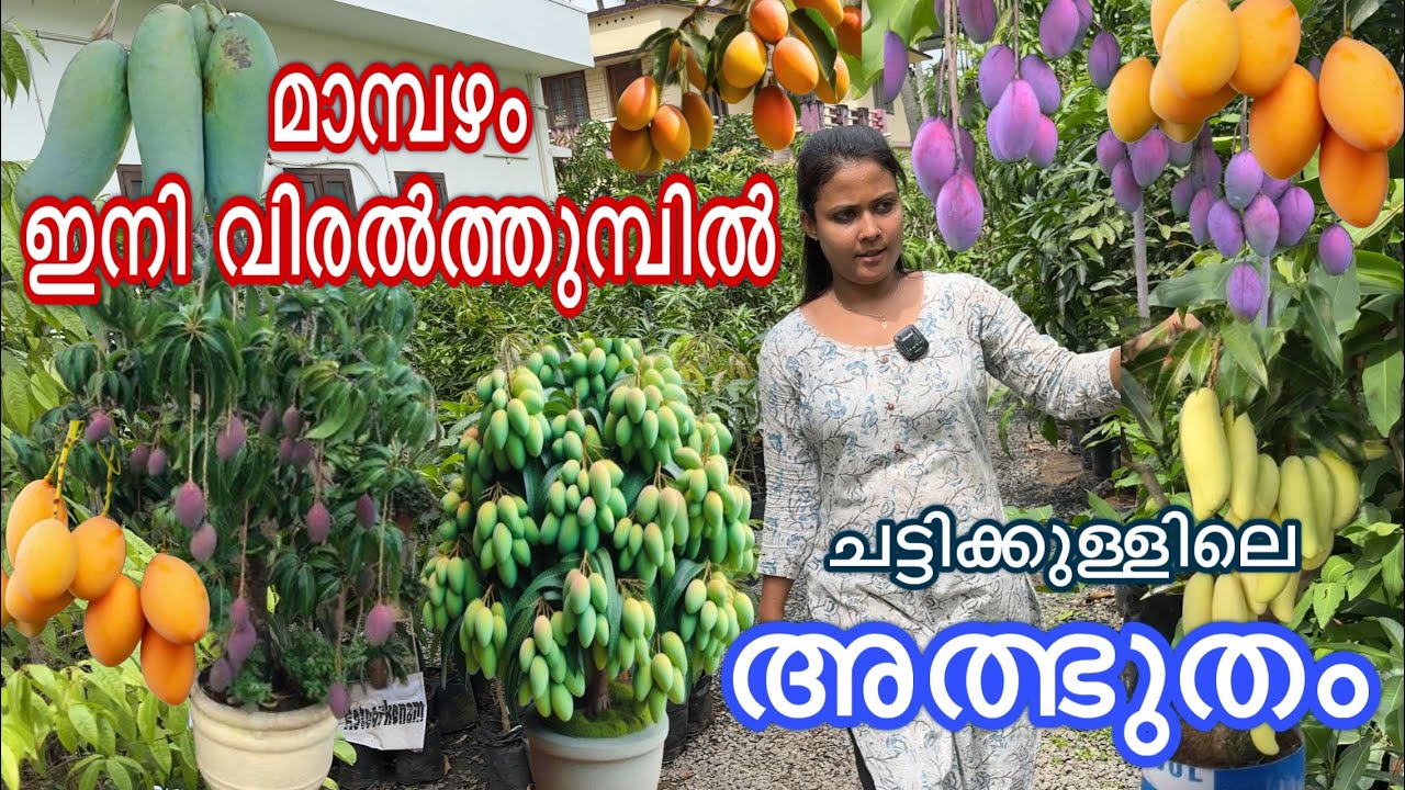 ലോകത്തിലെ എല്ലാ മാവിനങ്ങളും ഇവിടെ ചട്ടിക്കുള്ളിൽ Mango trees new malayalam