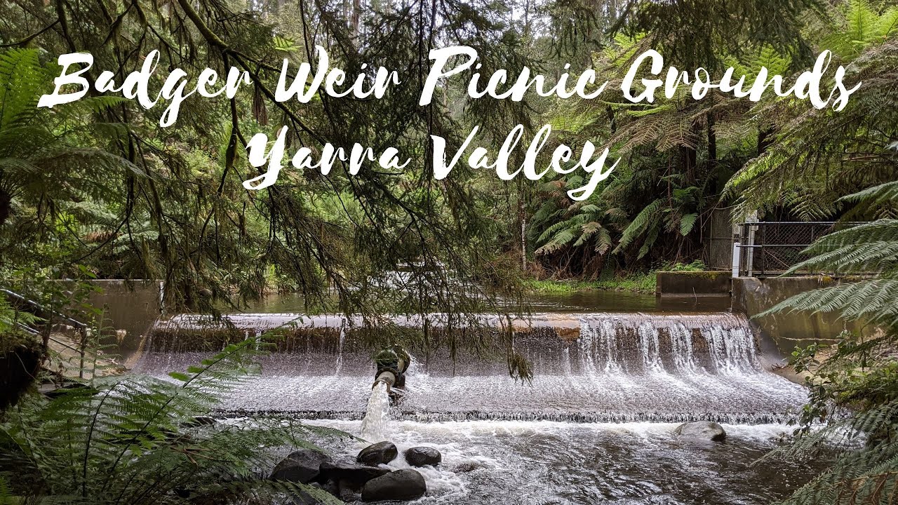 Badger Weir Picnic Area - Healesville, Yarra Valley, Victoria, Australia ヤラ・バレー、ヒールズビル、オーストラリア、散策