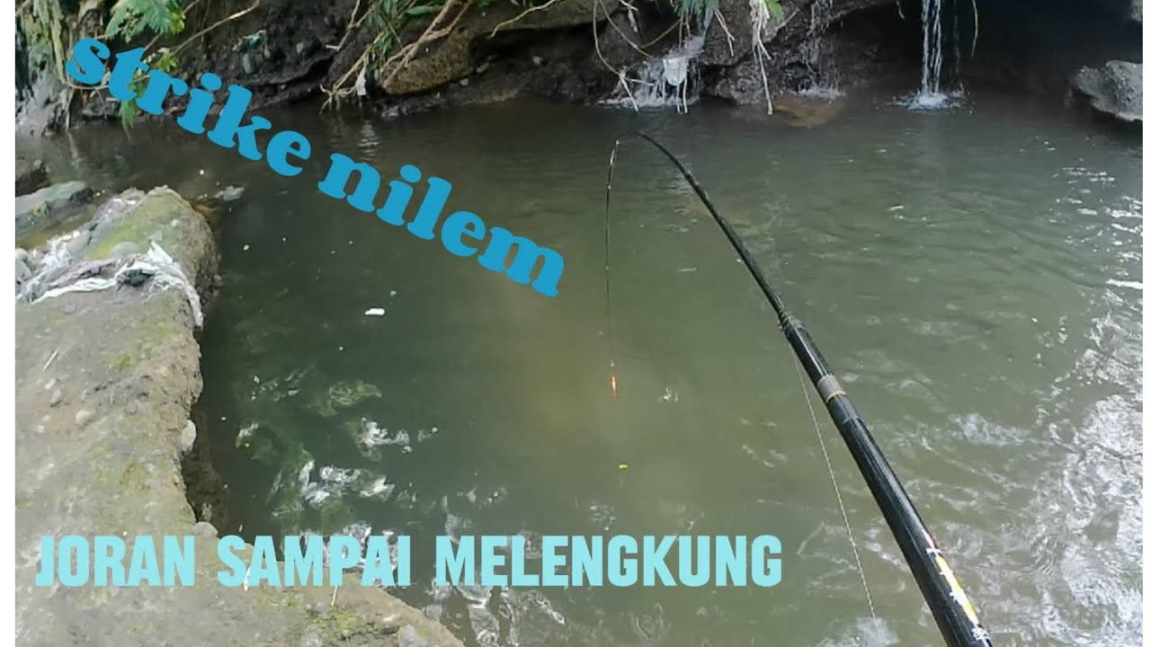 Strike ikan melem | nilem joran sampai nglentiur nemen
