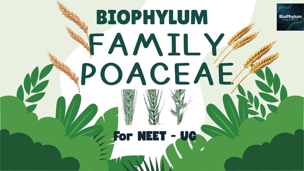 FAMILY: POACEAE (Graminae) Complete Revision for NEET AND CLASS XI.