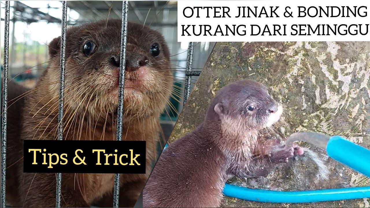 KURANG DARI SEMINGGU !! OTTER GALAK BISA JINAK DAN BONDING || JOJO THE OTTER || NILAQDUS