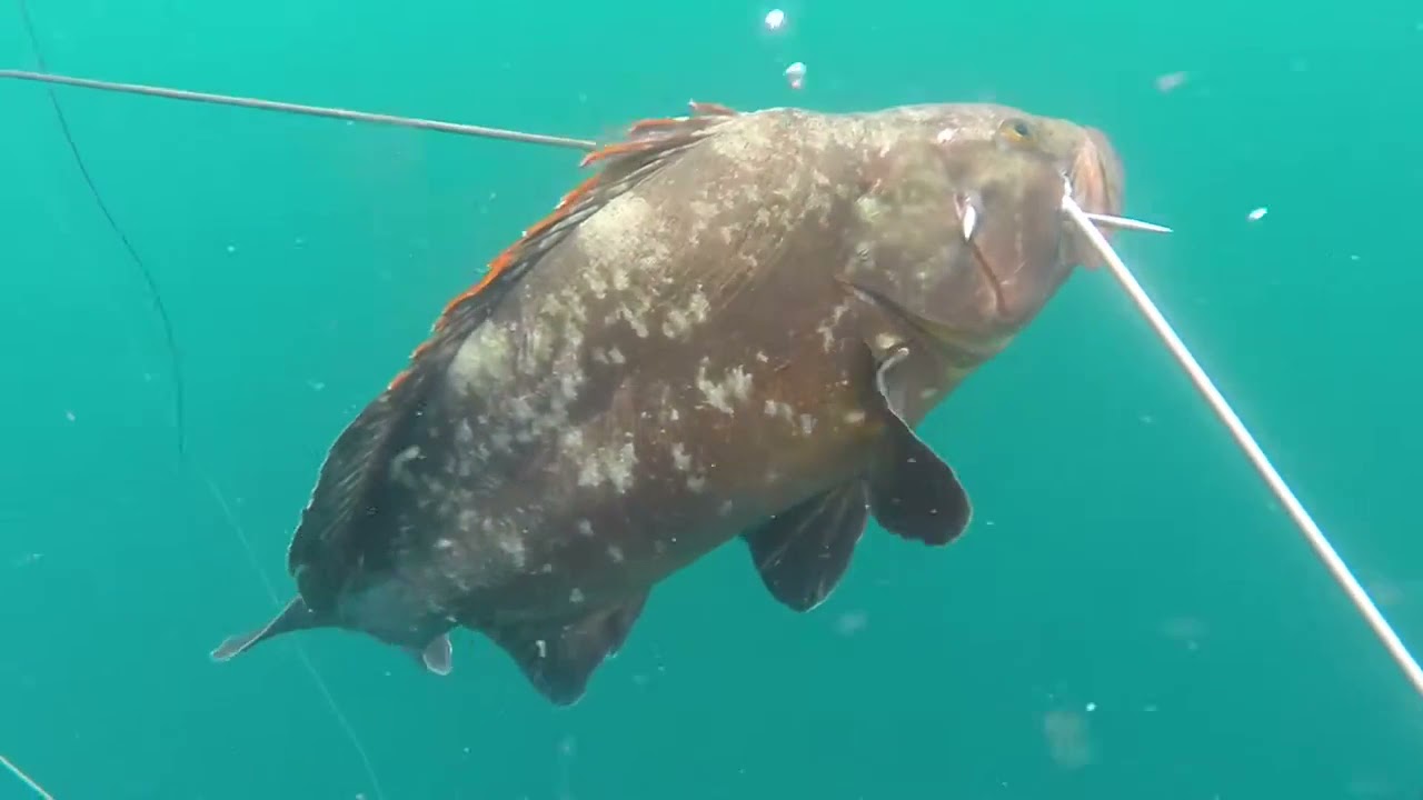 Pesca submarina en aguas de conil junto a Borja Milanés