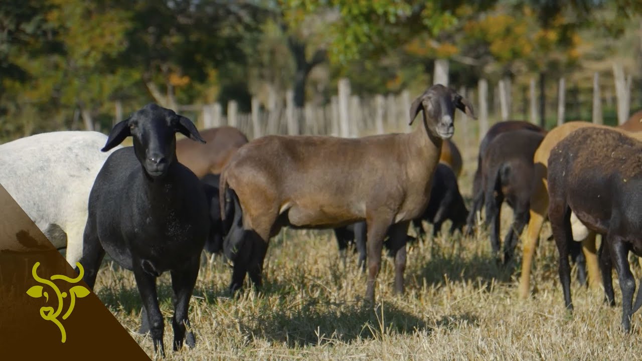 Producción ovina: transferencia embrionaria, manejo de pasturas, potrerización y genética | GP #95