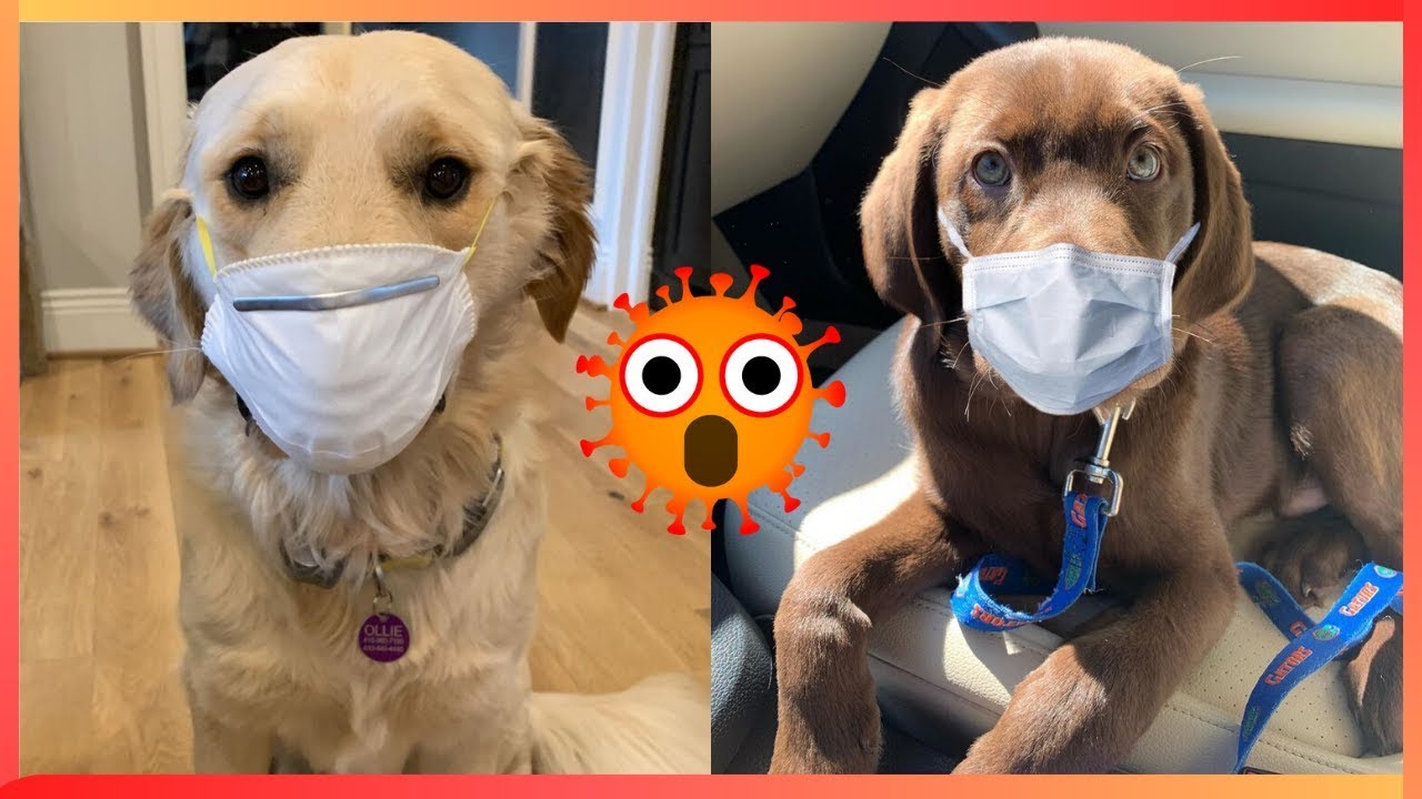 Animals Quarantined In Coronavirus Disease