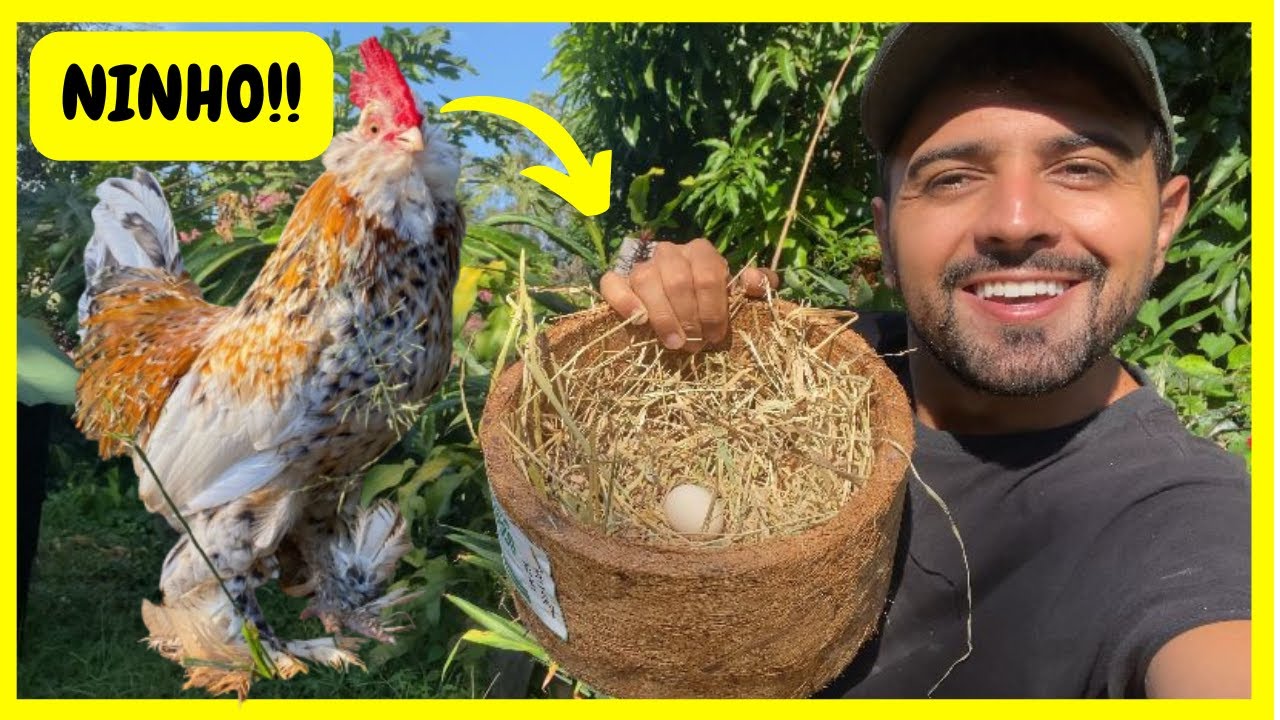 Arrumando Ninho da Minha Galinha Belgian Mil Flores | Gutejando