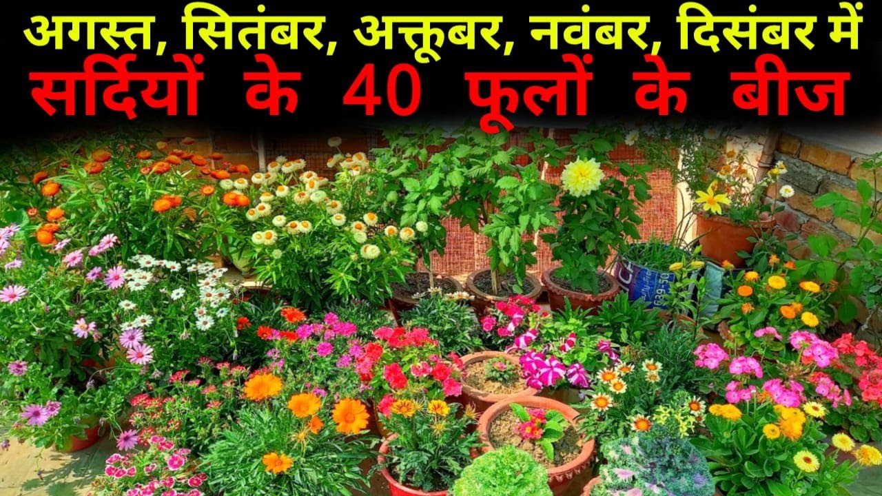 दिसम्बर - अगस्त में लगायें सर्दियों के 40 फूलों के बीज / winter flower plants / सर्दियों के फूल