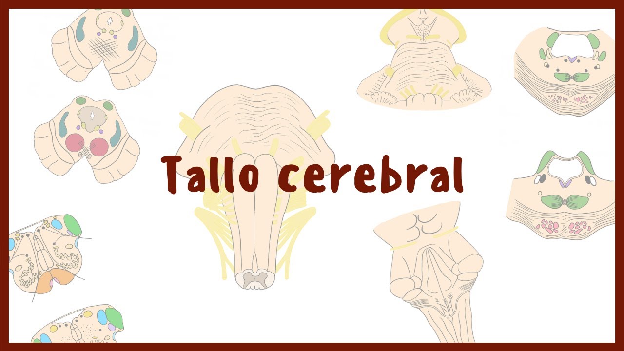 NEUROANATOMÍA | Tallo cerebral | Médula Oblongada, Puente y Mesencéfalo