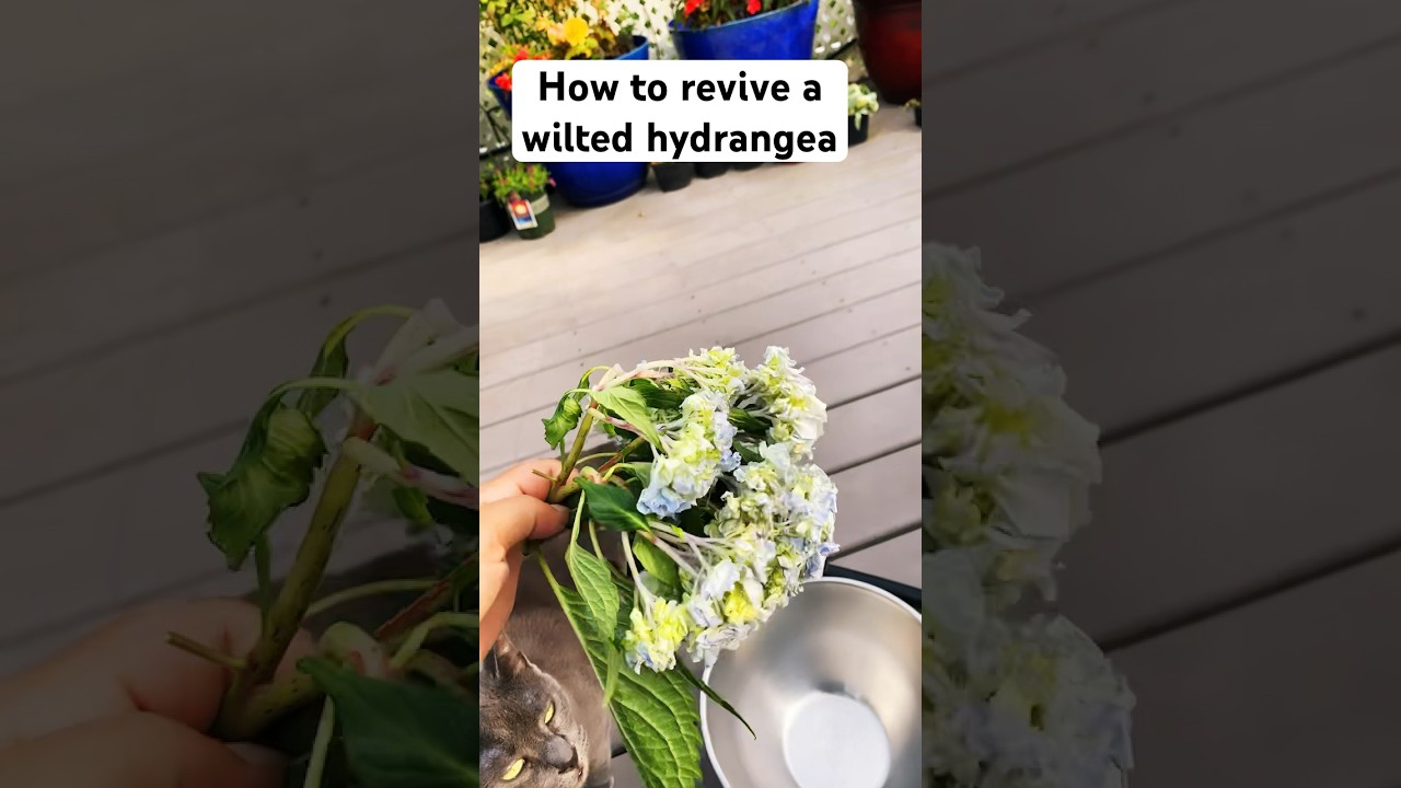 How to revive a wilted hydrangea #flower #garden #hydrangea