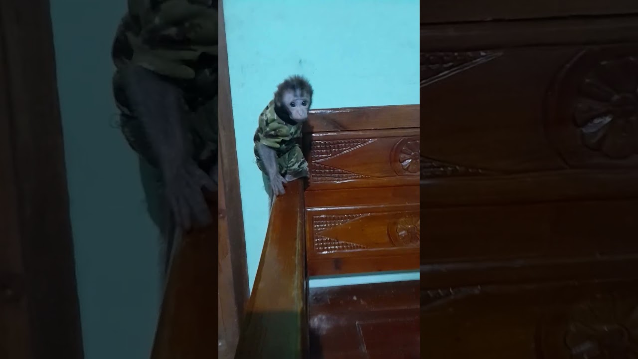 Monkey woke up in the middle of the night because of hunger shorts