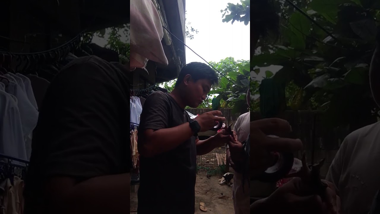 Paano Tangalin ang Tibak ng manok panabong gamit rugby electrical tape at cotton