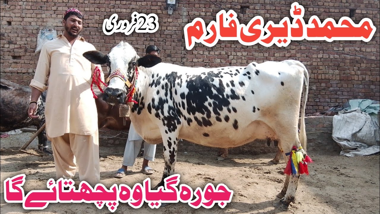 Muhammad Dairy Farm Sheikhupura Jarsey Fresian Cholistani Shaiwal cross breed cows !Ali Best 