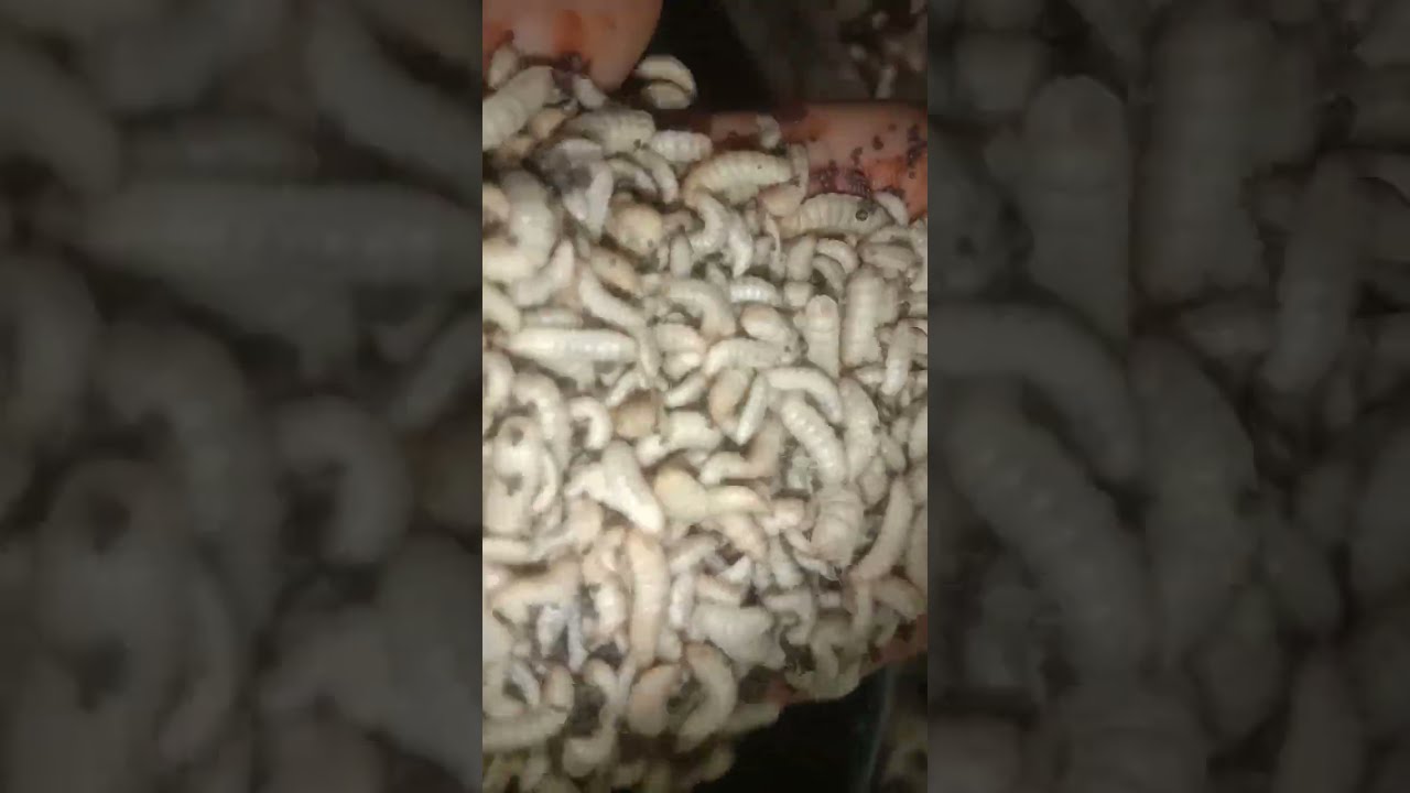 ডেলি ১০০ কেজি পোকা চাষ করে ৫০০০ টাকা ডেলি ইনকাম করুন (01794962303 black  soldier fly