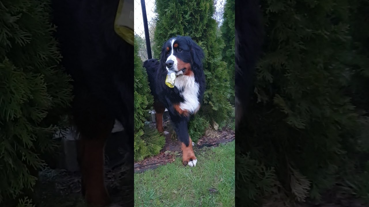 Bruno oddaj małpkę 🤣 #dog #doglover #dogs #bernese #berneselovers #bernesemountaindogs