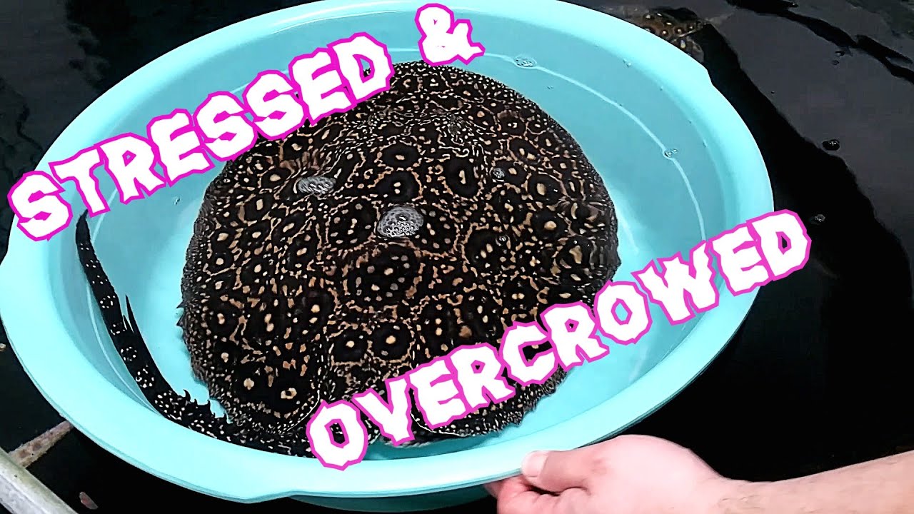 MOVE IT or LOSE IT - Overcrowed Tank STOPPED EATING