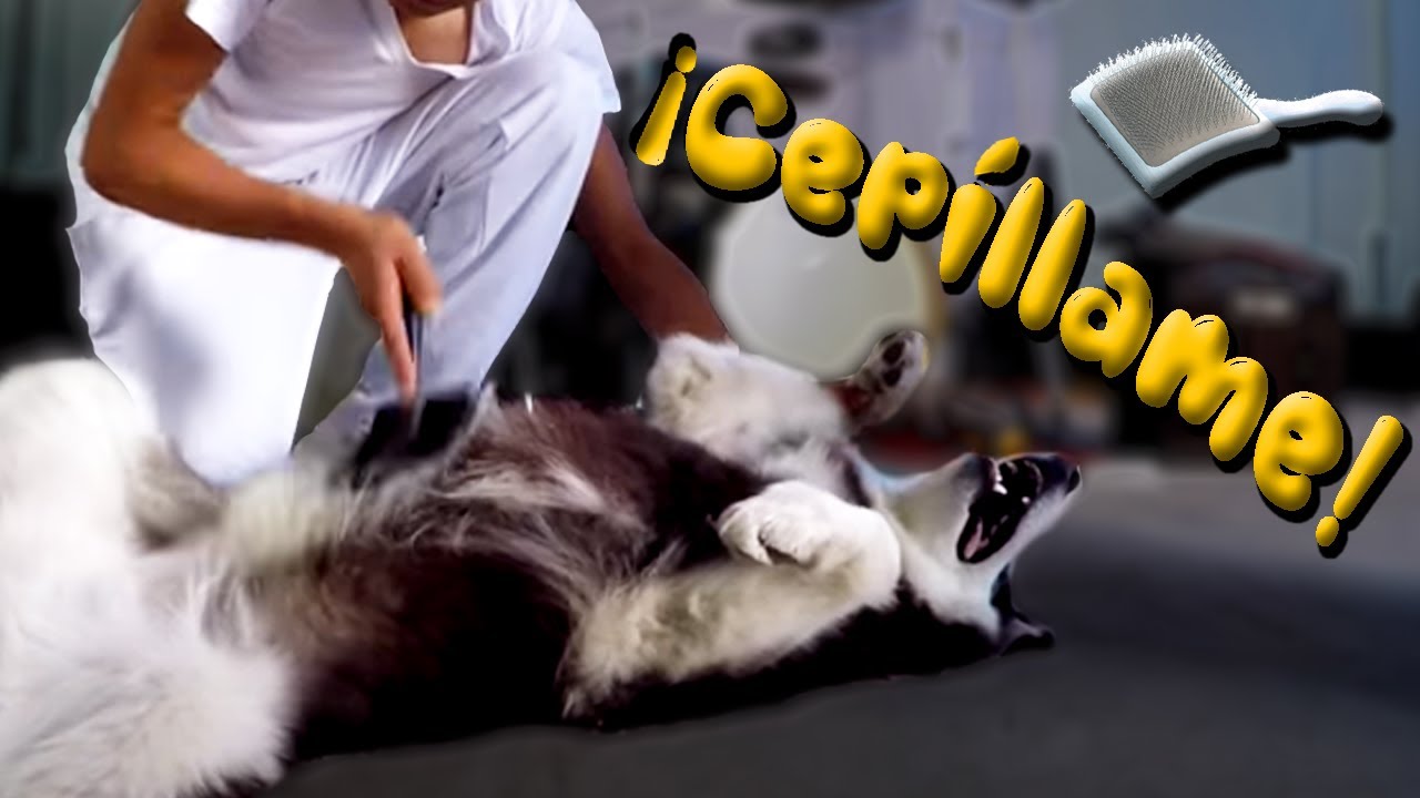 CEPILLAR a un perro Fácil y Rápido