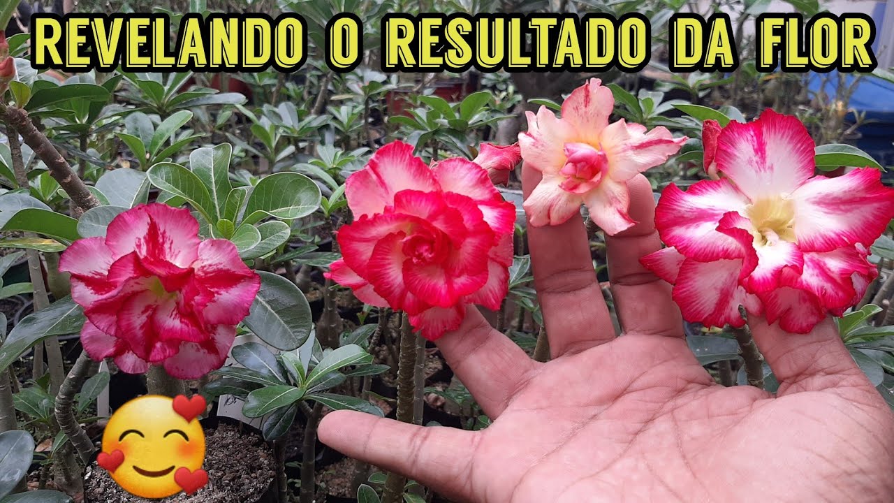 Veja a polinização que ninguém mostra o resultado pra vocês verem de uma flor de rosa do deserto