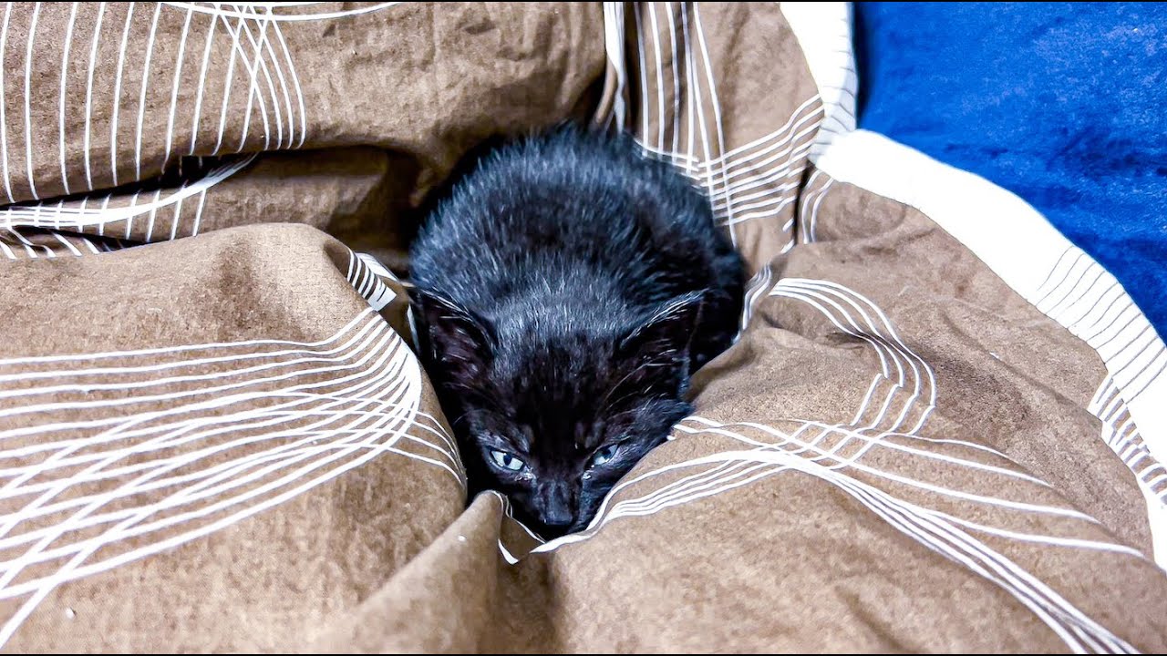 保護した子猫にベッドを占拠されました