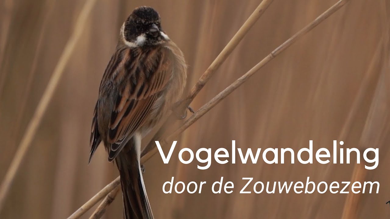Vogelwandeling door de Zouweboezem #1198
