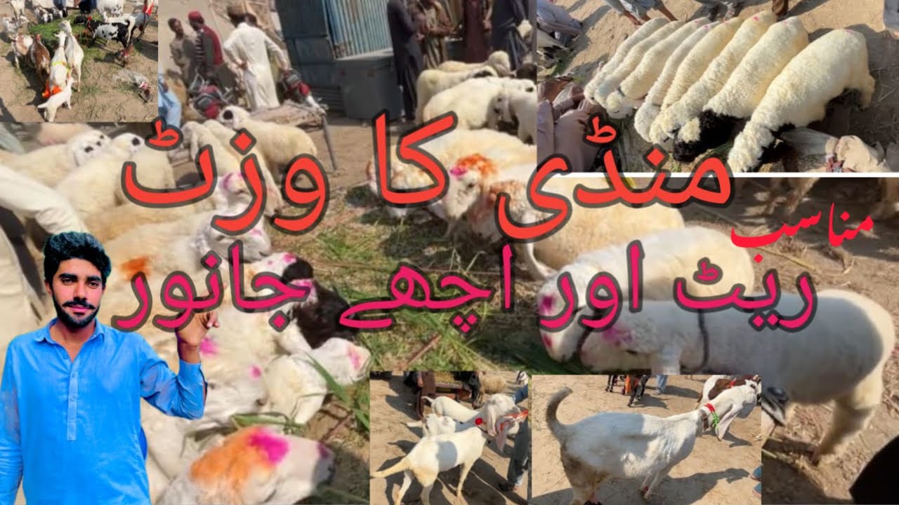 منڈی وزٹ مناسب قیمتیں اور اچھے سے اچھے جانور سستے ایک بار ضرور دیکھیں 