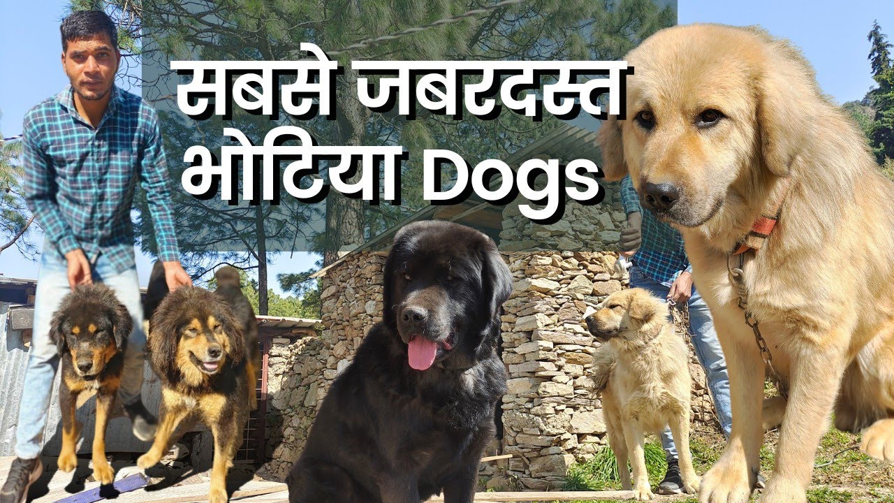 Best Bhotia Dogs| @The Amar Kennel | Pahadi Dera