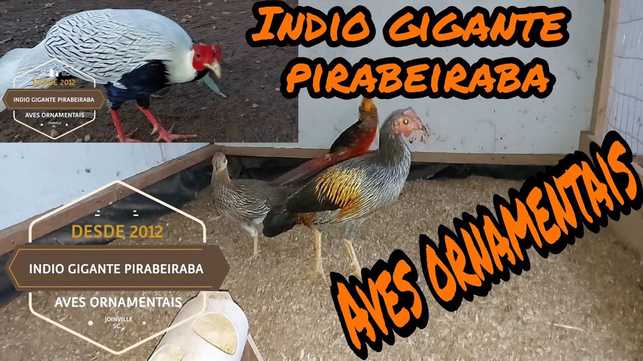Visitando um criatório de aves ornamentais em Joinville SC. /  Ganhei um super presente