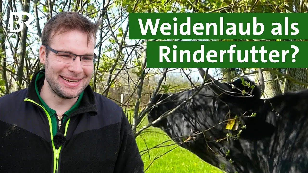 Rinder, Klima, weniger Lachgas, Weidenlaub: Ochsen fressen Bl&auml;tter von Hecken | Unser Land | BR