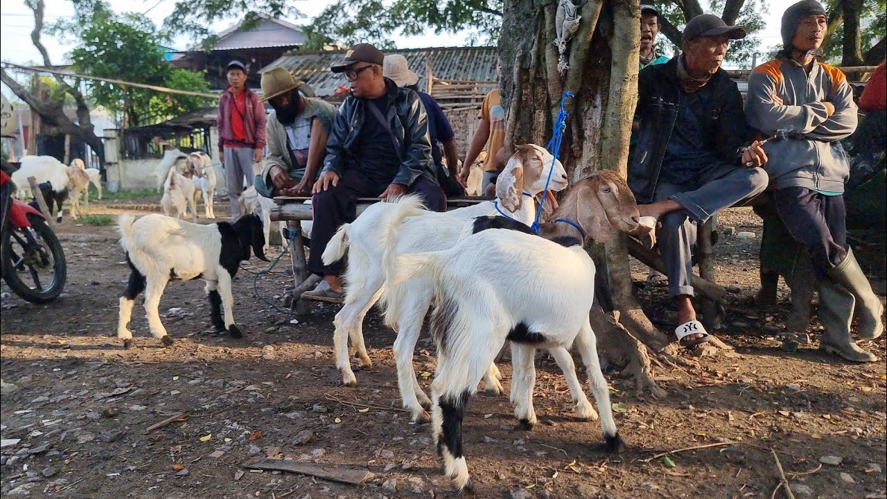 HARGA KAMBING BETINA DI PASAR KAMBING SUMBERJO REMBANG TERBARU MINGGU 1 FEBRUARI 2026 