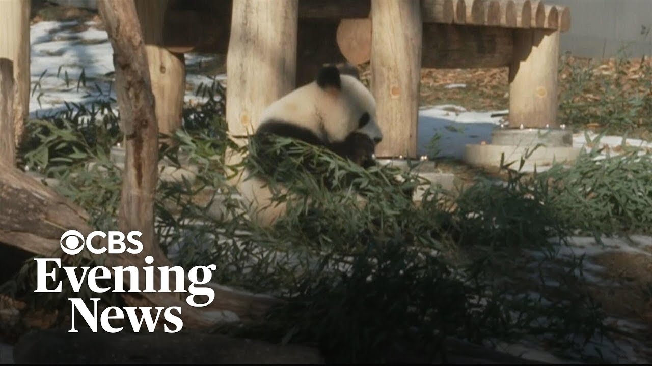 Pandas make their debut at D.C.'s National Zoo