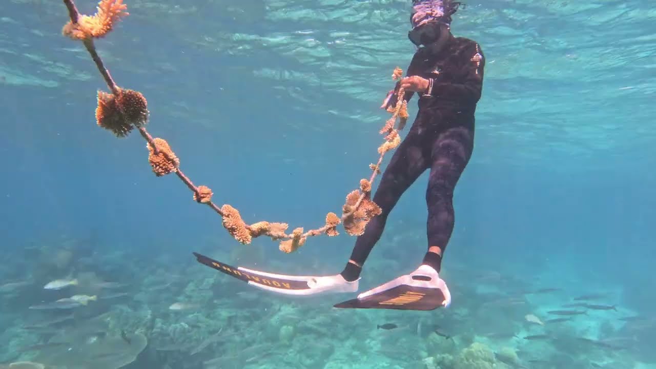 Growing 1000 corals at Kuata Island