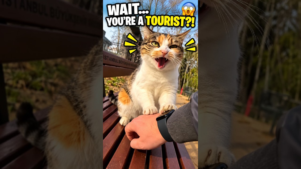 POV: You just threatened a tourist 😭 #funnycats #chaos #cats