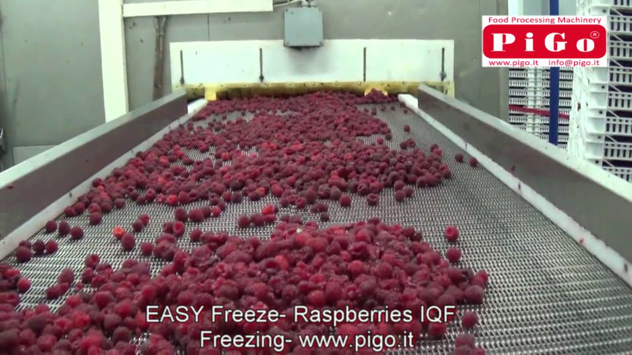 PIGO srl  Easy Freeze  IQF Raspberries Freezing   www pigo it