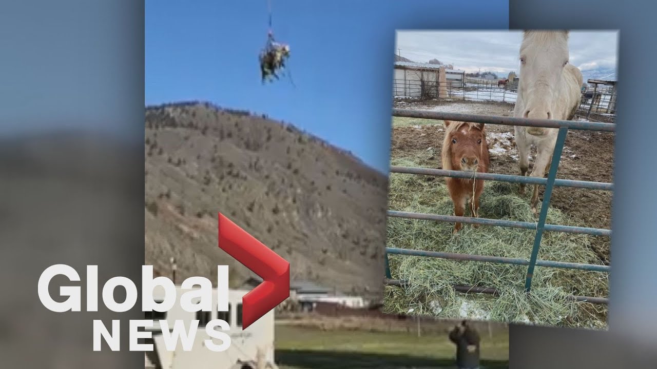 BC floods: Horses airlifted to safety in first-of-its-kind rescue operation