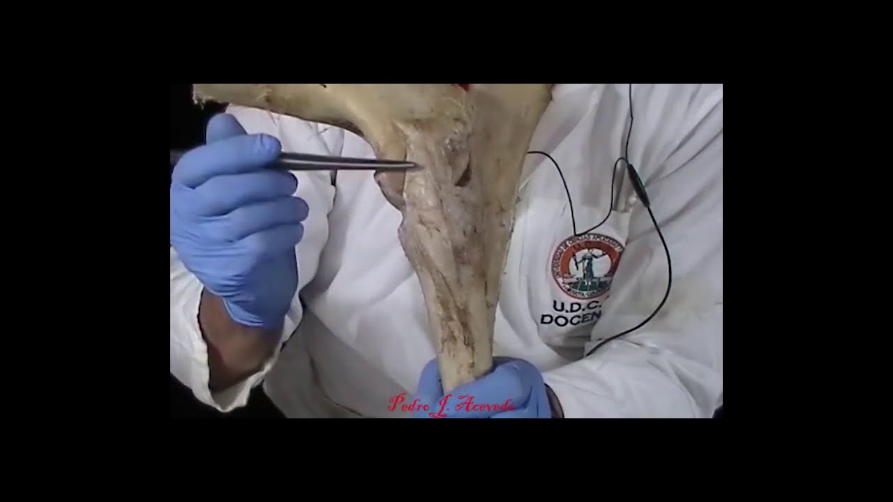 Articulación del codo del equino