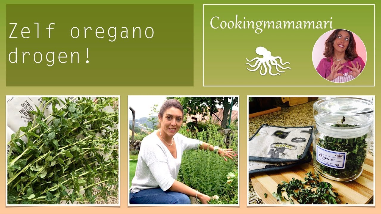 ZELF OREGANO DROGEN! (zonder oven en binnen 6 dagen!)