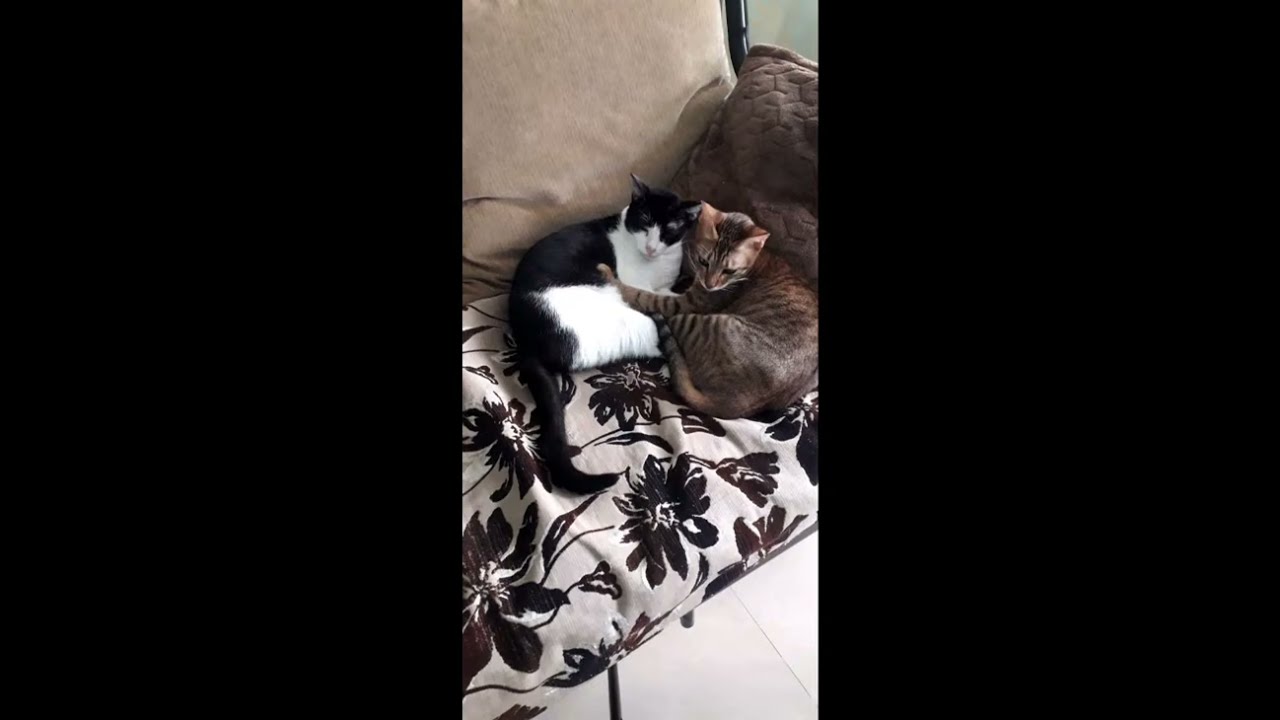 cats living best life in Goa!Voiceless Souls is live!
