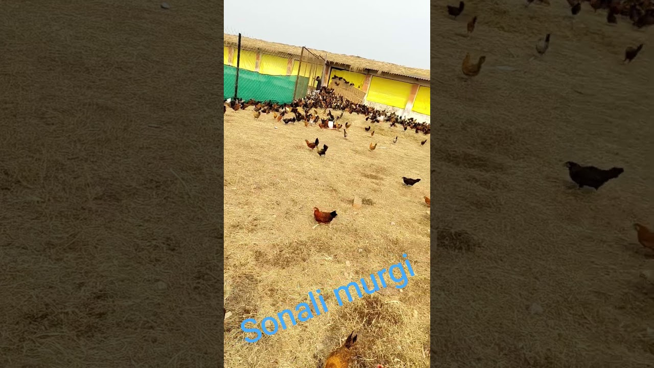 Sonali murgi Free range farming in allahabad 