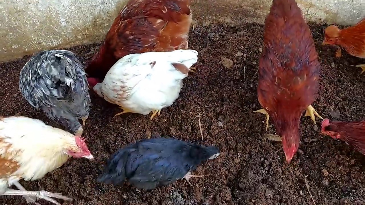 COMO APROVECHAR LA GALLINAZA