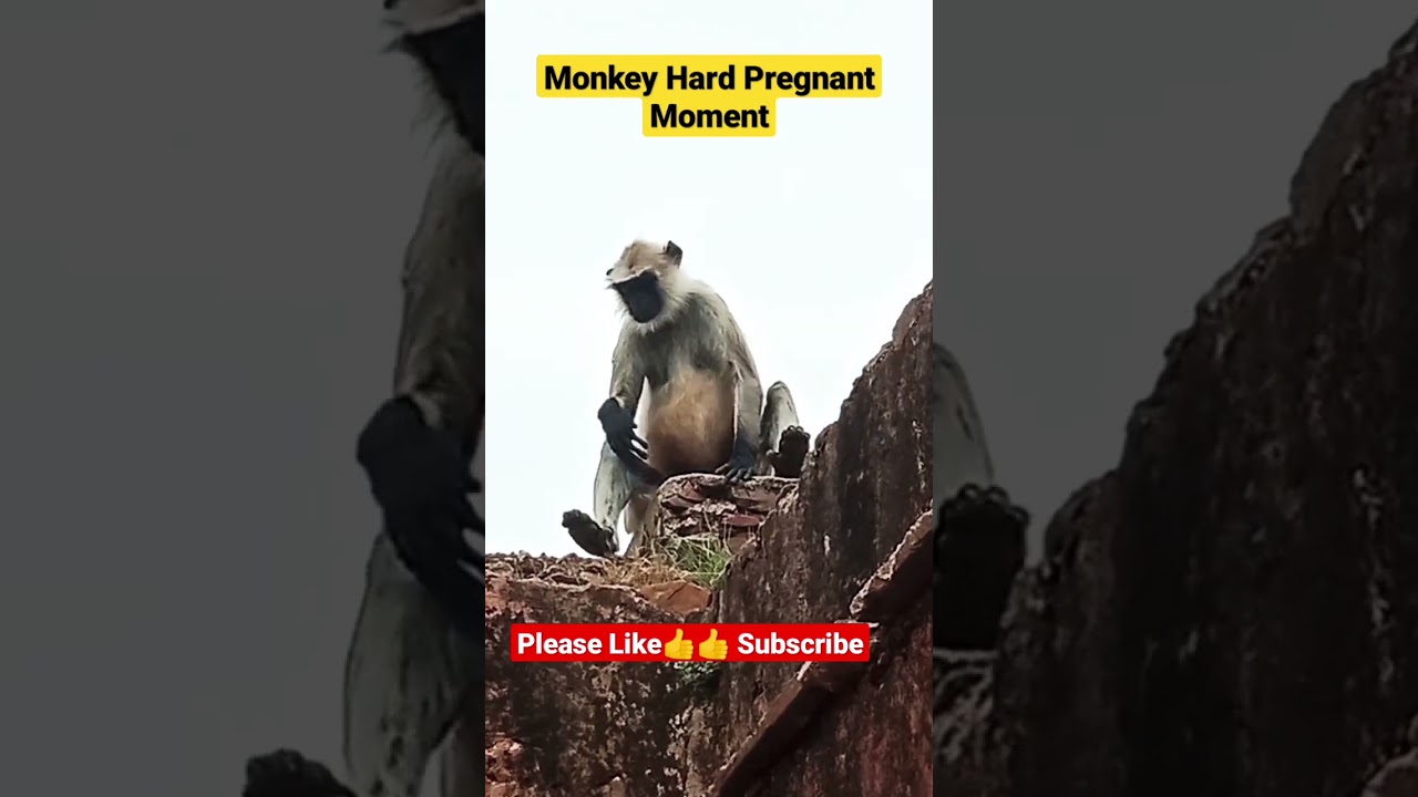 Monkey Hard Pregnant Moment  