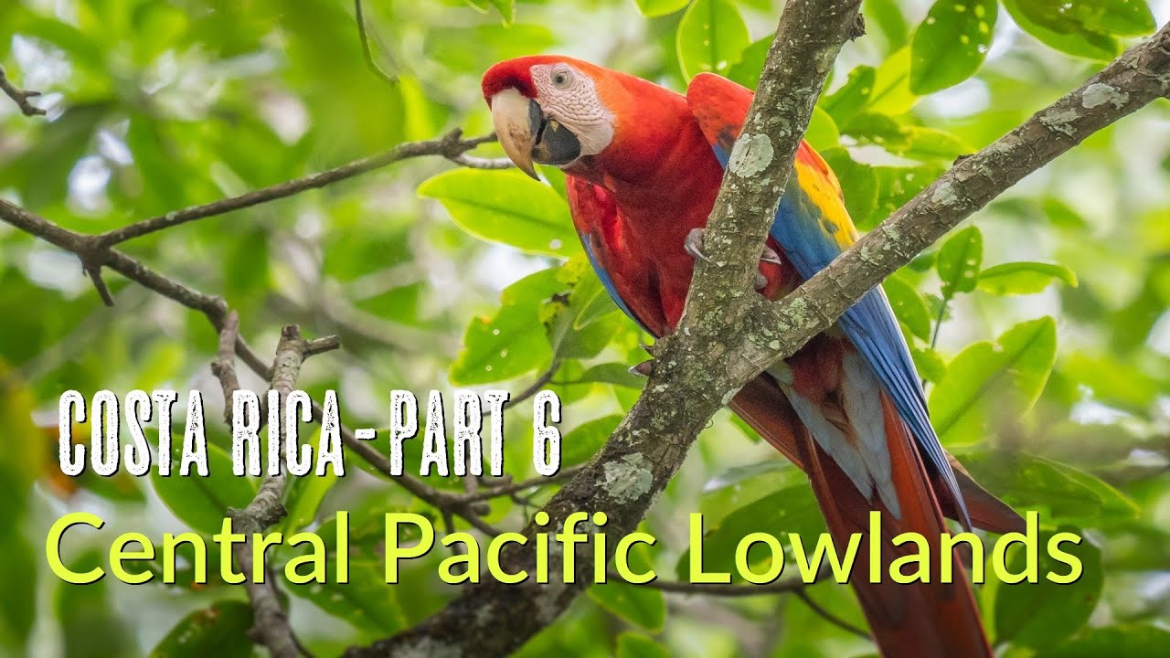 Amazing Costa Rica | Birds of the Central Pacific Lowlands | Villa Lapas | 2025