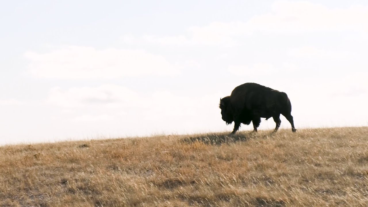 Bison Reintroduction at Wanuskewin