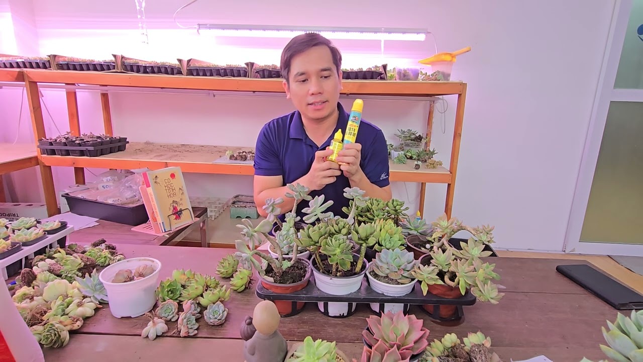 Sen Đá Xanh trở lại và hành trình xuyên Việt trồng Sen Đá