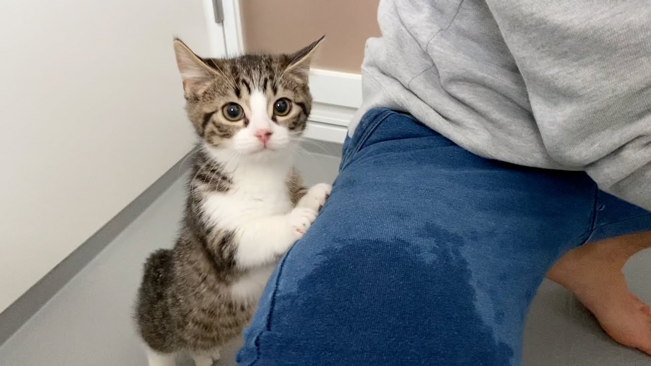 Looking back on daddy cat Coco's first bath. Too cute!