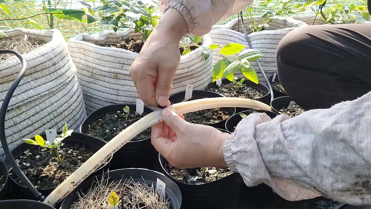 블루베리 관수시설 설치