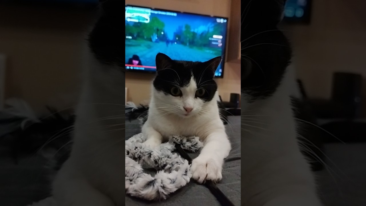 Nekem csak j&aacute;t&eacute;k a macska&eacute;let 🐈 #cat #cute #cutecat #funny #funnycat