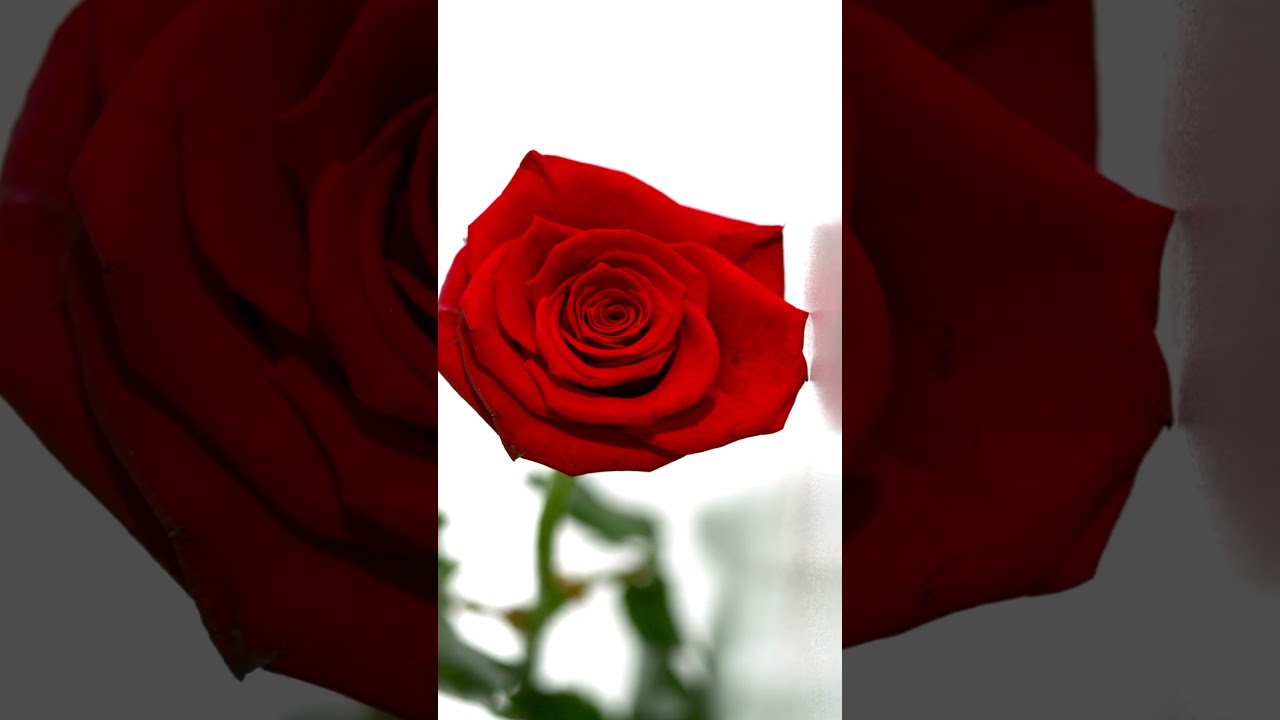 4k Beautiful Flowers for live wallpaper Rose flower
