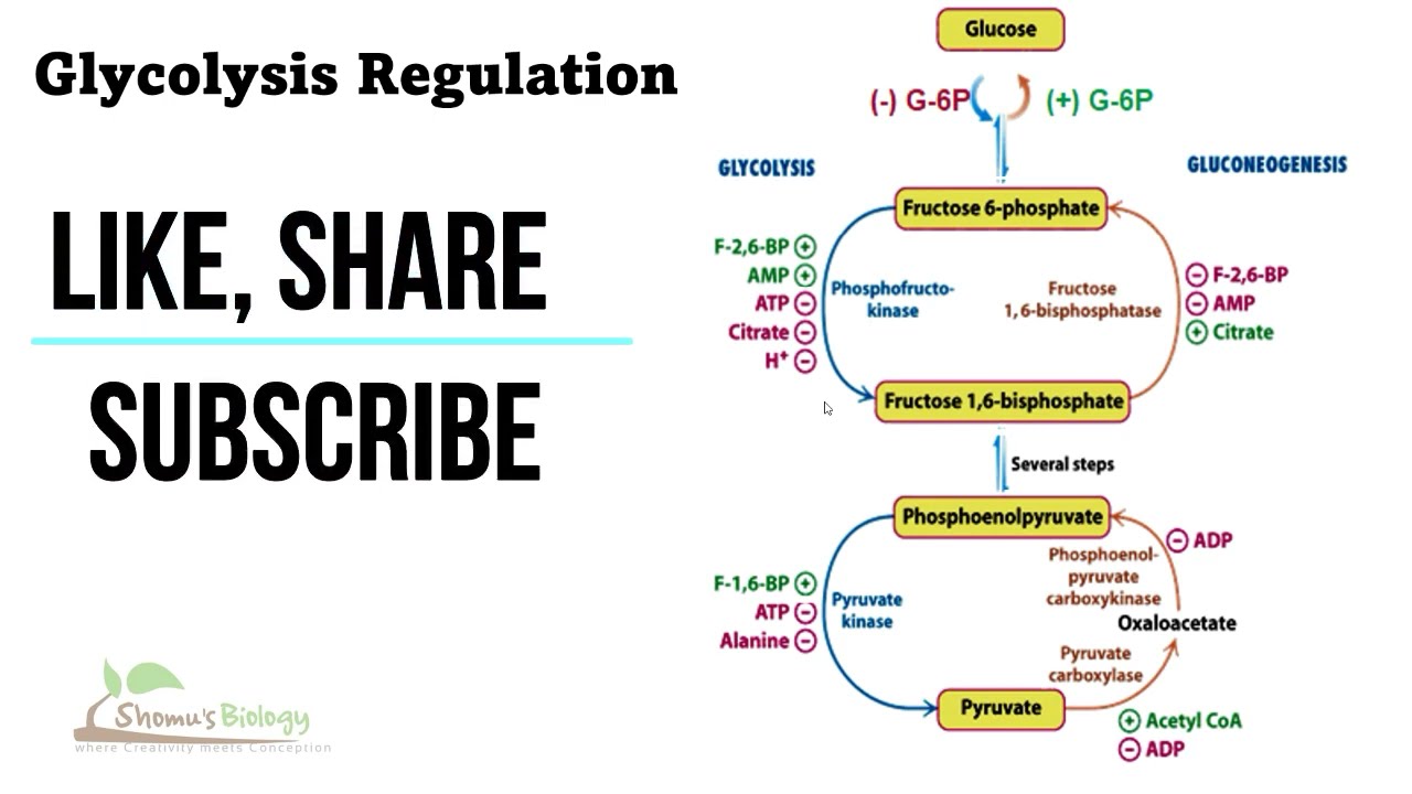 Regulation of glycolysis