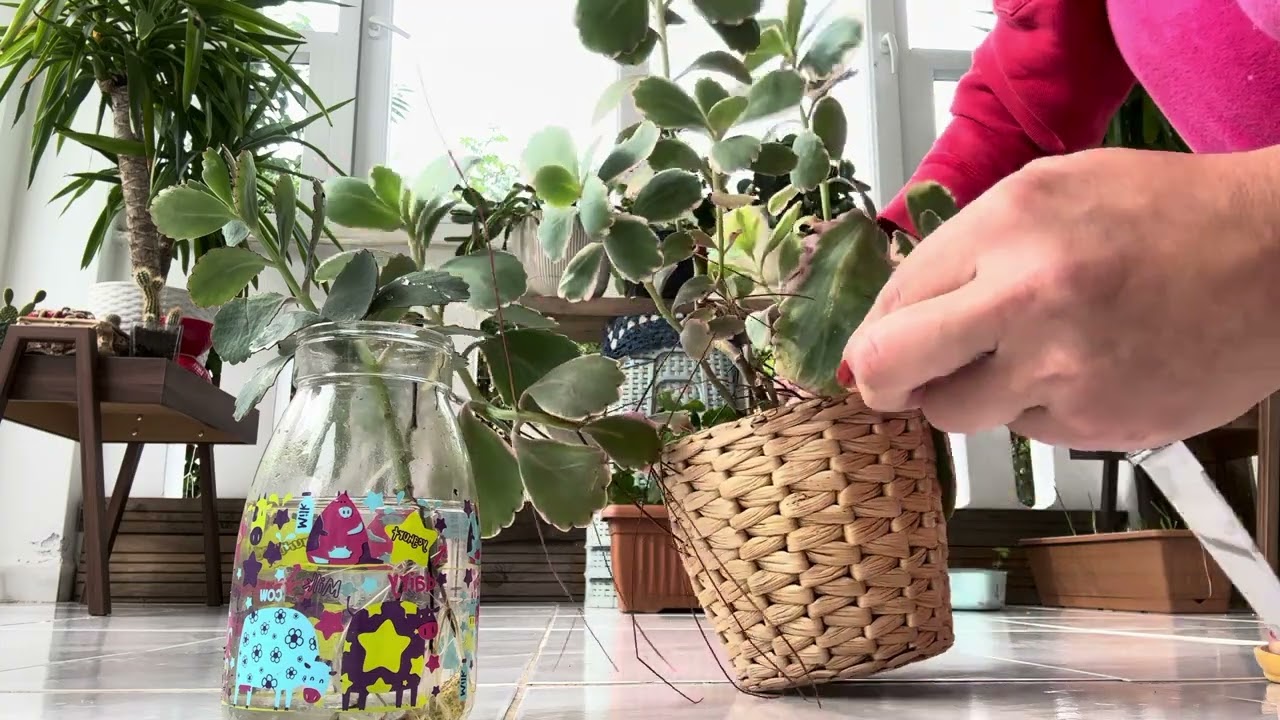 Pembe Kalanşo variegata çoğaltıyorum çelikle nasıl çoğaltılır 🌿